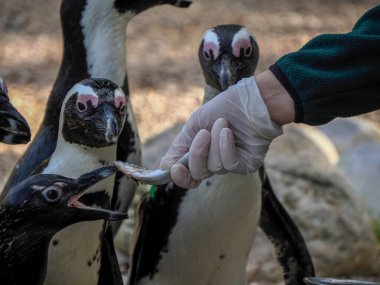 Bir penguen balıkla besleniyor.