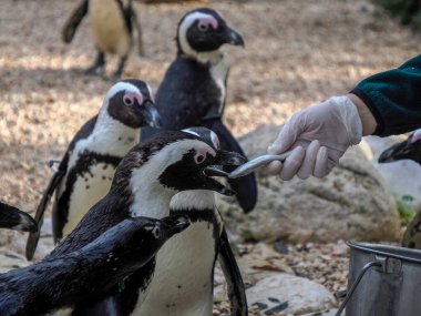 Bir penguen balıkla besleniyor.