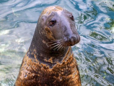 Gri bir fok, insana yakın ve sana tuhaf bakıyor.