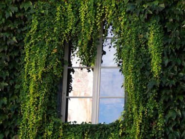 Tamamen yemyeşil sarmaşıklarla kaplı bir binanın penceresi.