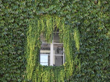 Tamamen yemyeşil sarmaşıklarla kaplı bir binanın penceresi.