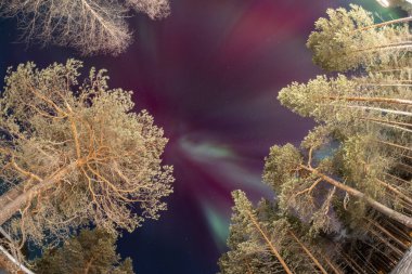 Wonderful Northern Lights in Lapland Inari Nelli Lakes forest clipart