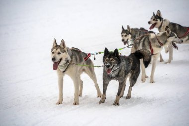 Inari Nellim donmuş gölünde kızak kızağı köpek klapası kışı