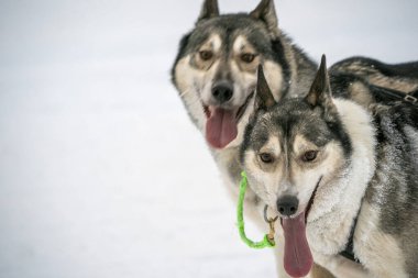 Inari Nellim donmuş gölünde kızak kızağı köpek klapası kışı