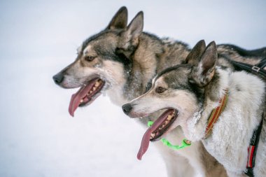 Inari Nellim donmuş gölünde kızak kızağı köpek klapası kışı