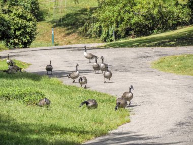 Cincinnati Finneytown Tarih Mezarlığı.