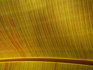 Muz ağacı devi yaprak musa santa morelli detayı. Yaklaş.