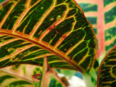 Bir Codiaeum varyete yaprağı ayrıntıları kapat