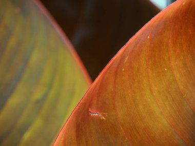 banana tree giant leaf musa santa morelli detail close up clipart