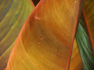 banana tree giant leaf musa santa morelli detail close up clipart