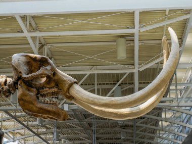 CINCINNATI, ABD - 29 Ağustos 2024 - Cincinnati Kentuky Havaalanı içindeki Mammouth