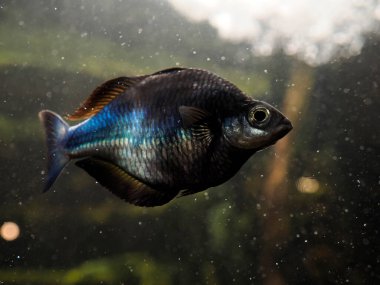 Bir Kamaka gökkuşağı balığı Melanotaenia boesemani sualtı portresi