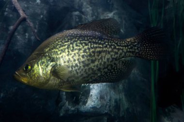 Bir tatlı su Smallmouth levrek micropterus dolomieu su altında