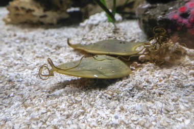 A Swell Shark eggs underwater close up clipart