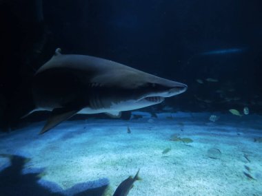 Bir kum kaplanı köpek balığı size doğru geliyor.