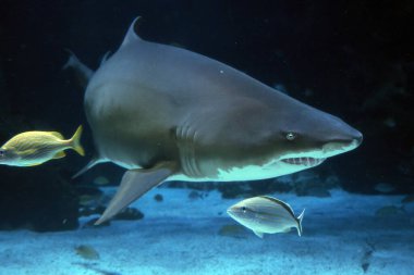 Bir kum kaplanı köpek balığı size doğru geliyor.