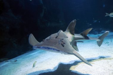 A Sand shark underwater coming to you clipart