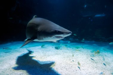 Bir kum kaplanı köpek balığı size doğru geliyor.