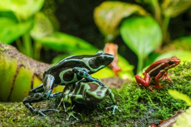 Yeşil bir zehirli ok kurbağası portreyi yakından çek.