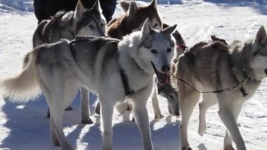 İri yarı kızaklı köpek karda ağır çekimde