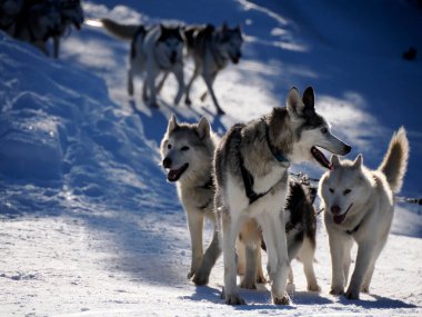 Kızak köpekleri kızağı çekerken karlara yakın dururlar.