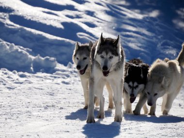 Kızak köpekleri kızağı çekerken karlara yakın dururlar.