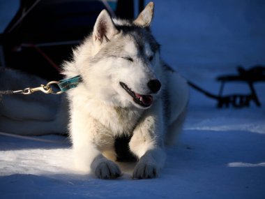 Kar üzerinde kızak köpeği köpekleri. Yaklaş.