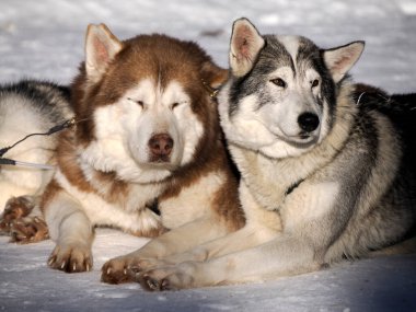 Kar üzerinde kızak köpeği köpekleri. Yaklaş.