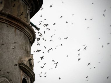 Yağmurlu bir günde Trento Kulesi 'ndeki buonconsiglio kalesinde uçan birçok kuş yutar.