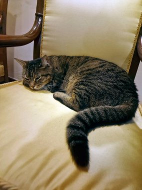 Sandalyede dinlenen bir kedi.