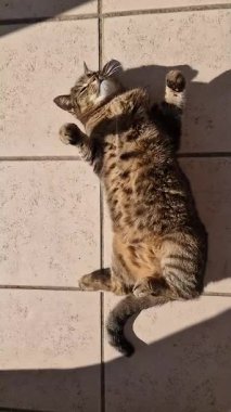 Kedi dönüyor ve ağır çekimde dinleniyor.