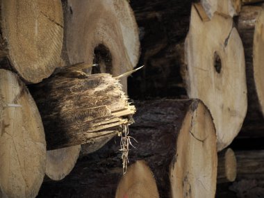 Ağaç kabuğu böceği detayı Dolomitlerdeki çam ormanını yok etti.