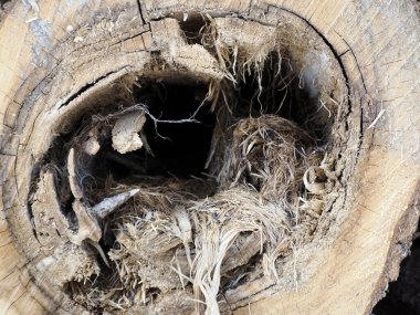 Ağaç kabuğu böceği detayı Dolomitlerdeki çam ormanını yok etti.