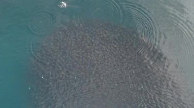 Büyük bir mobula munkiana sürüsü Cortez 'de deniz ensenada de los muertos baja california sur Mexico' da, İHA görüntüleri sıçrayıp dans ederken