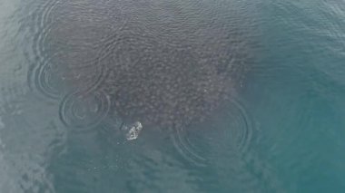 Büyük bir mobula munkiana sürüsü Cortez 'de deniz ensenada de los muertos baja california sur Mexico' da, İHA görüntüleri sıçrayıp dans ederken