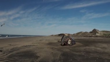 Bahia Magdalena Baja California 'nın kıyısında ölü bir erkek gri balina.