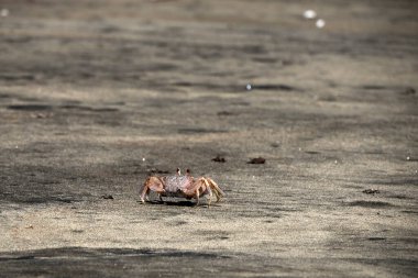 Bahia Magdalena Baja California 'da yengeç. Puerto Chale Bcs' de arazi.