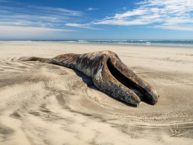 Bahia Magdalena Baja California 'da ölü bir erkek gri balina.