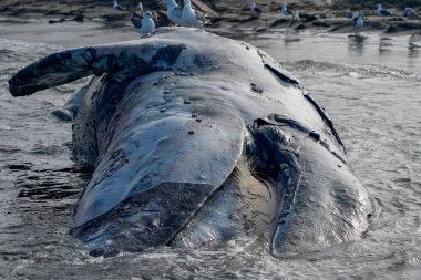 Bahia Magdalena Baja California 'da ölü bir erkek gri balina.