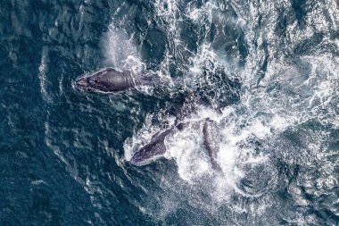 Cabo açıklarında kambur balina. San Lucas Baja California. Meksika hava aracı manzaralı.
