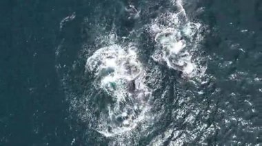 Kambur balina anne ve balina yavrusu Pasifik Okyanusu 'ndaki Cabo San Lucas Meksika, Baja California açıklarında.