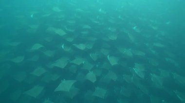 Mobula Munkiana ile Cortez Denizi 'nin altında dalış yapmak Baja California sur Mexico la ventana bahia de los suenos
