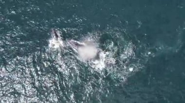 Kambur balina anne ve balina yavrusu Pasifik Okyanusu 'ndaki Cabo San Lucas Meksika, Baja California açıklarında.