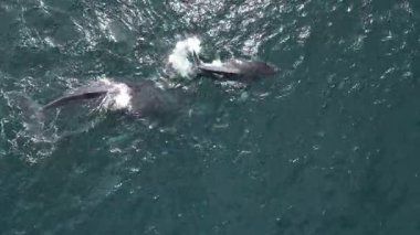 Kambur balina anne ve balina yavrusu Pasifik Okyanusu 'ndaki Cabo San Lucas Meksika, Baja California açıklarında.