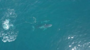 Kambur balina anne ve balina yavrusu Pasifik Okyanusu 'ndaki Cabo San Lucas Meksika, Baja California açıklarında.