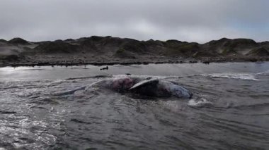 Baja California Sur sahilinde ölü bir balina. Bahia Magdalena 'nın kumsal insansız hava aracı görüntüleri.