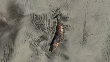 Baja California Sur sahilinde ölü bir balina. Bahia Magdalena 'nın kumsal insansız hava aracı görüntüleri.