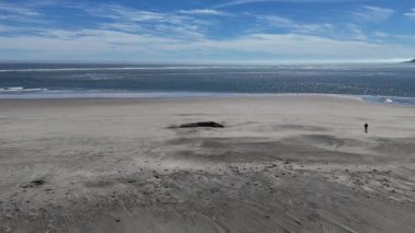 Baja California Sur sahilinde ölü bir balina. Bahia Magdalena 'nın kumsal insansız hava aracı görüntüleri.
