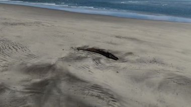 Baja California Sur sahilinde ölü bir balina. Bahia Magdalena 'nın kumsal insansız hava aracı görüntüleri.