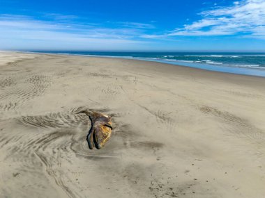 Baja California Sur sahilinde ölü bir balina. Bahia Magdalena hava aracı panoraması.